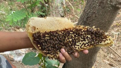 Peluang Usaha di Desa yang Jarang Diketahui